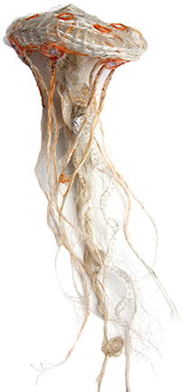 Australian Indigenous (Aboriginal and Torres Strait Islander) artwork by LYNNETTE GRIFFITHS of Miscellaneous Artists. The title is Jellyfish. [LG201705001] (Rope & Twine)