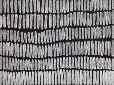 Australian Indigenous (Aboriginal and Torres Strait Islander) artwork by LENA NYADBI of Warmun Artists. The title is Jimbirla. [WAC026/10] (Natural Ochre and Pigments on Canvas)