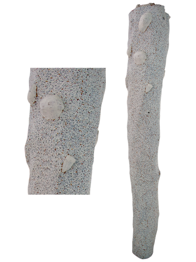 Australian Indigenous (Aboriginal and Torres Strait Islander) artwork by WUKUN WANAMBI of Buku-Larrnggay Mulka (Yirrkala). The title is Trial Bay. [4849C] (Earth Pigments on Hollow Log - Larrakitj)