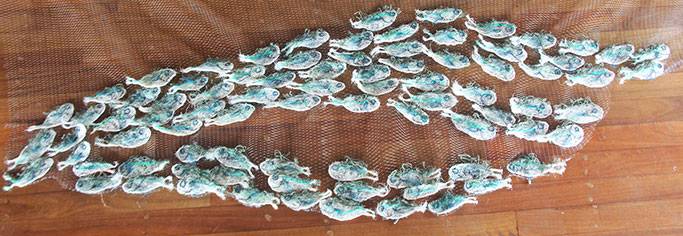 Australian Indigenous (Aboriginal and Torres Strait Islander) artwork by LYNNETTE GRIFFITHS of Miscellaneous Artists. The title is Tup - Sardines. [LG201705002_5/11] (Ghost Nets & Rope)