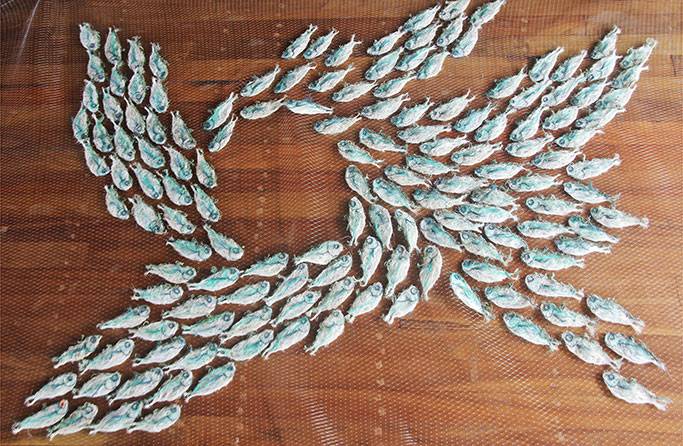 Australian Indigenous (Aboriginal and Torres Strait Islander) artwork by LYNNETTE GRIFFITHS of Miscellaneous Artists. The title is Tup - Sardines. [LG201705002_6/11] (Ghost Nets & Rope)