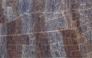 Australian Indigenous (Aboriginal and Torres Strait Islander) artwork by NYUNGAWARRA WARD of Warakurna Artists. The title is Yankuntjuntju. [322-22] (Acrylic on Canvas)